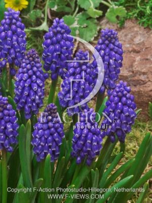 botanic stock photo Muscari