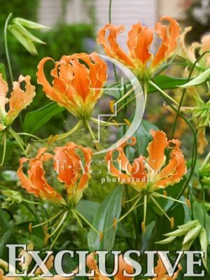 botanic stock photo Gloriosa
