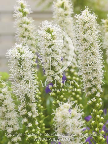 botanic stock photo Liatris