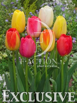 botanic stock photo Tulipa