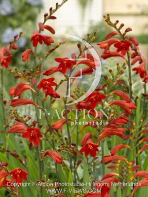 botanic stock photo Crocosmia