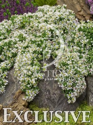 botanic stock photo Aster