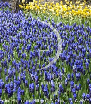 botanic stock photo Muscari