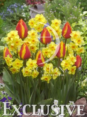 botanic stock photo Mixed