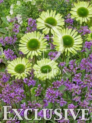 botanic stock photo Mixed