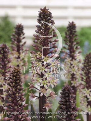 botanic stock photo Eucomis