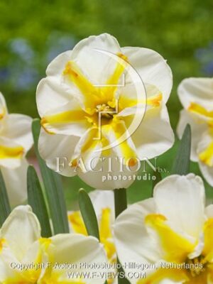 botanic stock photo Narcissus