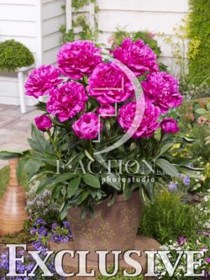 botanic stock photo Paeonia