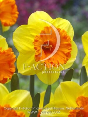 botanic stock photo Narcissus