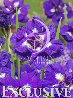 botanic stock photo Iris