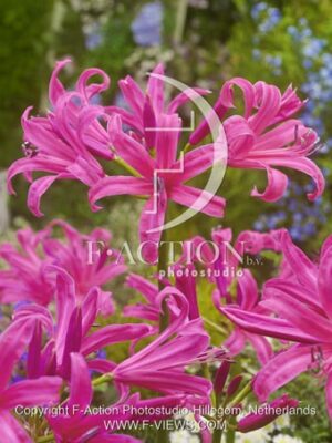 botanic stock photo Nerine