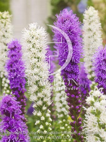 botanic stock photo Liatris