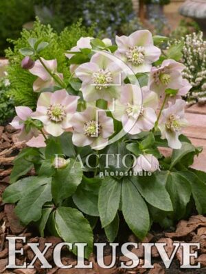 botanic stock photo Helleborus