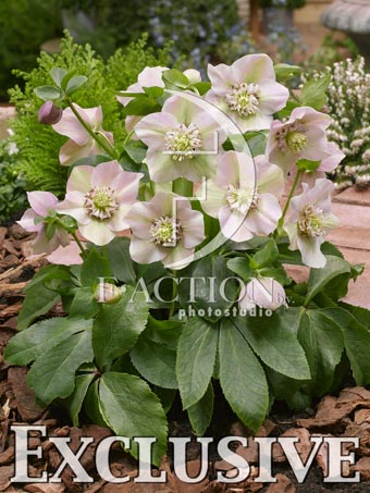botanic stock photo Helleborus