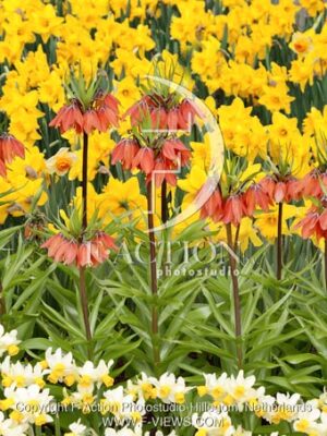 botanic stock photo Fritillaria