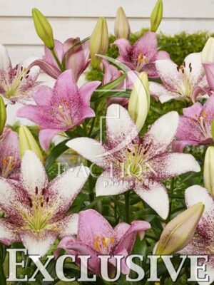 botanic stock photo Lilium