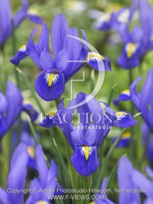 botanic stock photo Iris