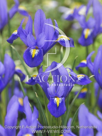 botanic stock photo Iris