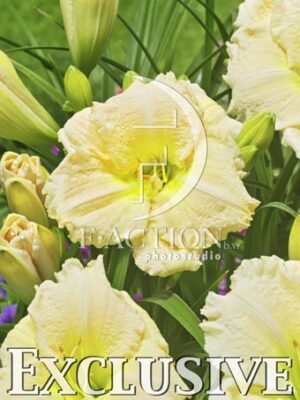 botanic stock photo Hemerocallis