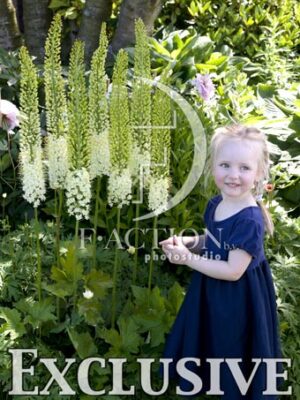botanic stock photo Eremurus