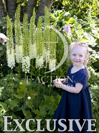 botanic stock photo Eremurus