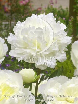 botanic stock photo Paeonia