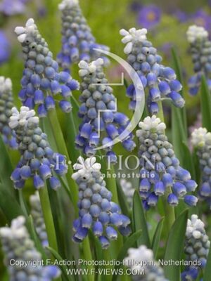 botanic stock photo Muscari