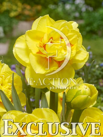 botanic stock photo Narcissus