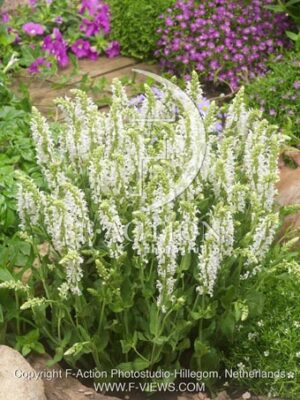 botanic stock photo Salvia