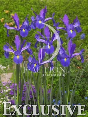botanic stock photo Iris