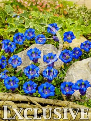 botanic stock photo Gentiana