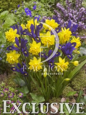 botanic stock photo Spring