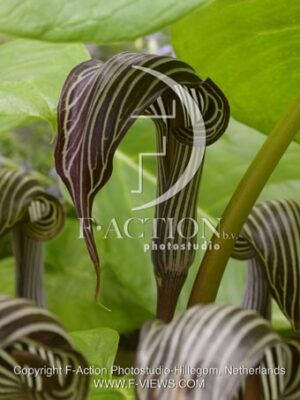 botanic stock photo Arisaema