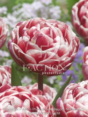 botanic stock photo Tulipa