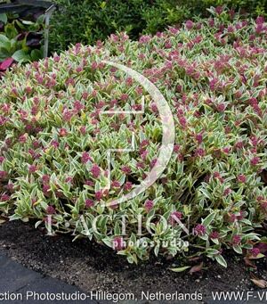 botanic stock photo Skimmia