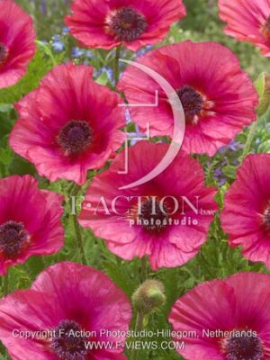 botanic stock photo Papaver