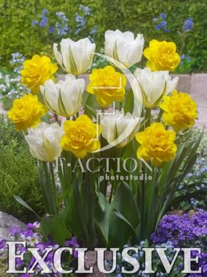 botanic stock photo Spring