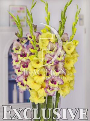 botanic stock photo Gladiolus
