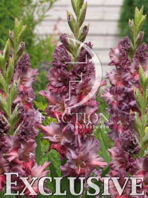 botanic stock photo Gladiolus