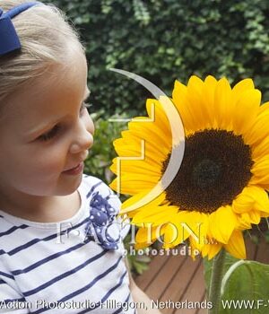 botanic stock photo Helianthus