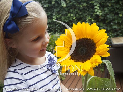 botanic stock photo Helianthus