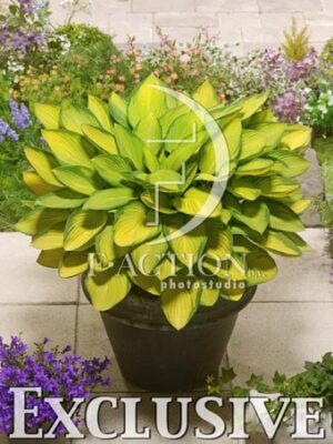 botanic stock photo Hosta