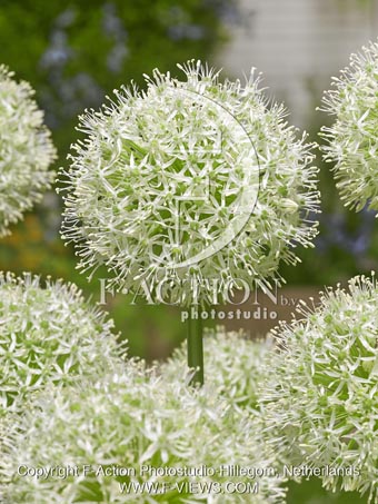 botanic stock photo Allium