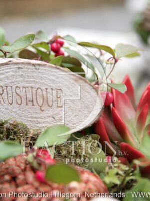 botanic stock photo Sempervivum
