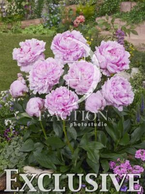 botanic stock photo Paeonia