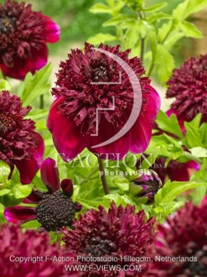 botanic stock photo Dahlia