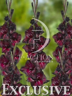 botanic stock photo Gladiolus