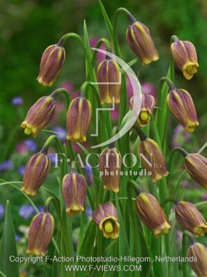 botanic stock photo Fritillaria