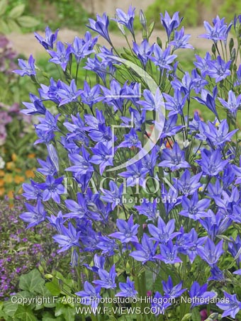 botanic stock photo Triteleia