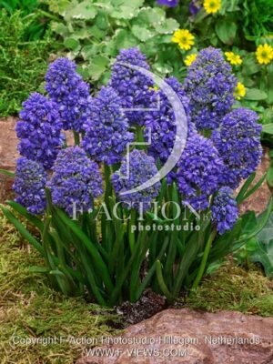 botanic stock photo Muscari